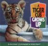 A_tiger_cub_grows_up