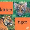 Kitten_to_tiger
