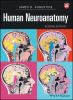 Human_neuroanatomy