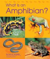 What_is_an_amphibian_